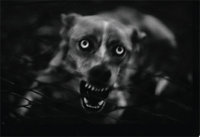 From Giacomo Brunelli’s series The Animals